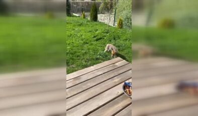 Sevimli tilki sürekli bu ailenin sofralarına konuk oluyor