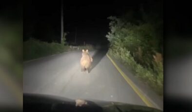 Aracıyla, ayı kovalayan çiftçi özür diledi