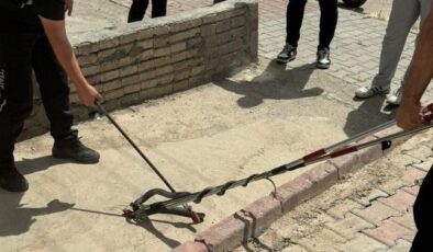Asansöre girmeye çalışan yılan yakalandı