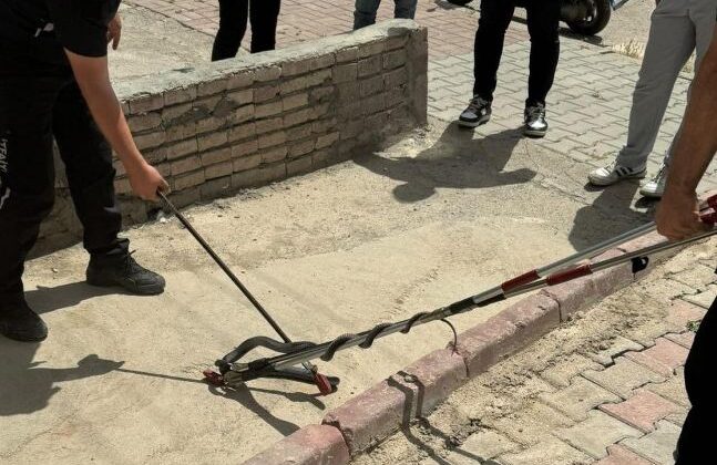 Asansöre girmeye çalışan yılan yakalandı