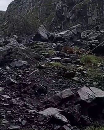 Ayı, motosiklet sürücülerini kovaladı