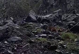 Ayı, motosiklet sürücülerini kovaladı