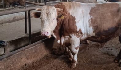 Bin 850 kiloluk ‘Paşa’ kurbanlık alıcı bekliyor
