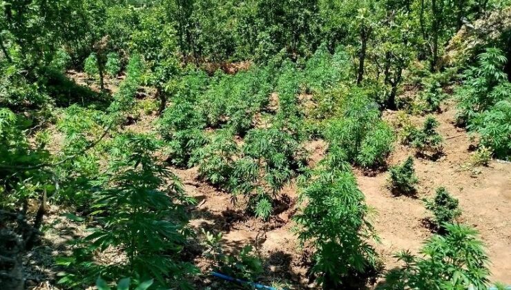 Bingöl’de kenevir operasyonu: 2860 kök ele geçirildi