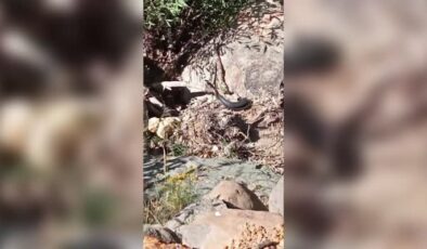 Bingöl’de iki yılanın dansı kaydedildi
