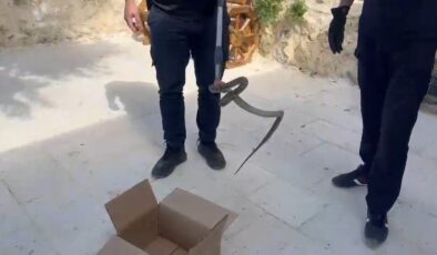 Cami avlusunda yılan, itfaiye tarafından yakalandı