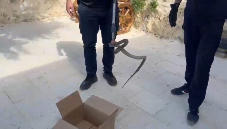 Cami avlusunda yılan, itfaiye tarafından yakalandı