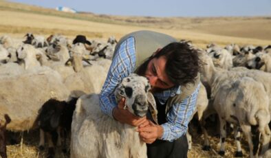 Çoban ile koyun ‘Gülçin’in’ gülümseten dostluğu