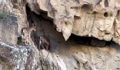 Dağ keçileri doğa severlerin ilgisinde