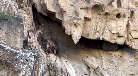 Dağ keçileri doğa severlerin ilgisinde