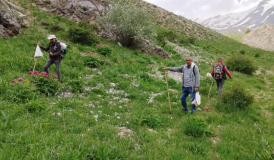 Mantar avcıları 20 km yol kat ediyor