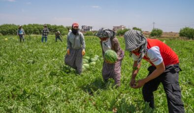 Diyarbakır’da 40 dereceyi aşan sıcaklık altında karpuz hasadı