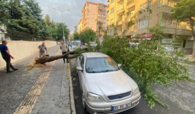 Diyarbakır’da ağaç otomobilin üzerine devrildi