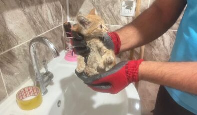 Diyarbakır’da havalandırma boşluğuna düşen kedi kurtarıldı