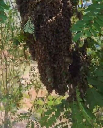 Elazığ’da ağaçtaki arıları elleriyle topladı