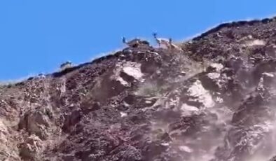Elazığ’da dağ keçileri görüntülendi