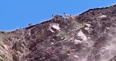 Elazığ’da dağ keçileri görüntülendi