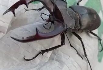 Elazığ’da nadir geyik böceği görüldü