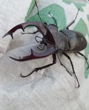 Elazığ’da nadir geyik böceği görüldü
