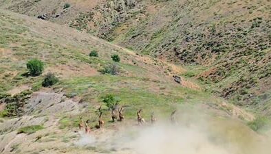 Elazığ’da nesli tükenmekte olan dağ keçileri görüntülendi
