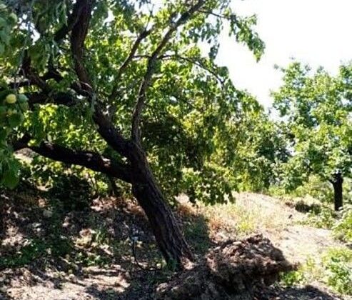 Elazığ’da rüzgar kayısı bahçelerini vurdu