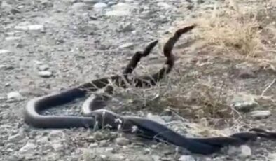 Elazığ’da yılanların çiftleşme dansı görüntülendi