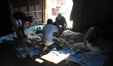 Erzincan’da koyun kırkma sezonu başladı