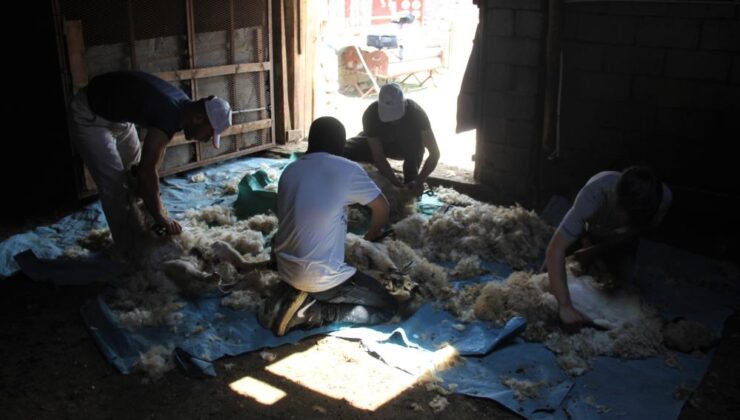 Erzincan’da koyun kırkma sezonu başladı