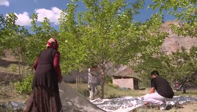 Erzurum’da  bu dut bahçesi 2 ton pekmez üretecek