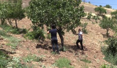 Siirt’te fıstık aşılama çalışmaları sürüyor