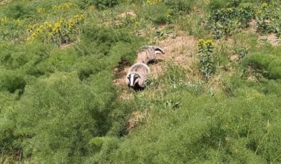 Hakkari’de kırmızı listedeki porsuk görüldü