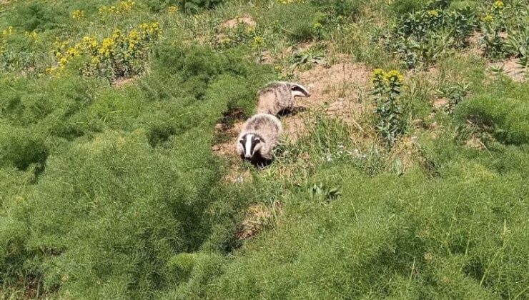 Hakkari’de kırmızı listedeki porsuk görüldü