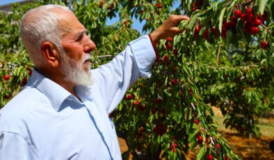 Harput’ta erken kiraz hasadı başladı