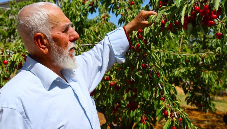Harput’ta erken kiraz hasadı başladı