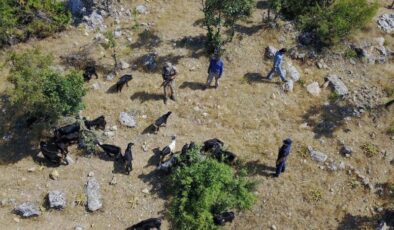 Jandarma dron ile kaybolan sürüyü buldu