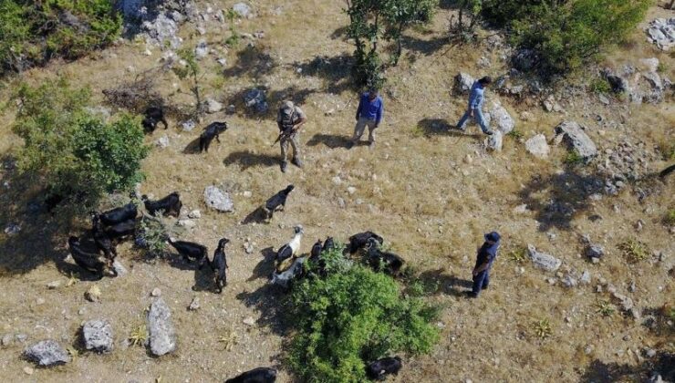 Jandarma dron ile kaybolan sürüyü buldu