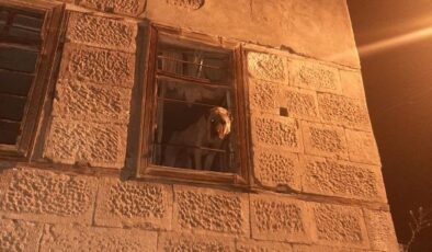 Kayıp kangal köpek harabe binada bulundu