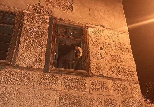 Kayıp kangal köpek harabe binada bulundu