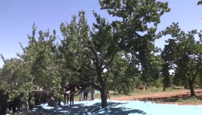 Malatya’da kent protokolü kayısı hasadında