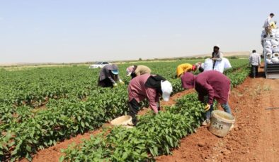 Kilis’te biber hasadı dönemi başladı