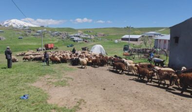 Koyun ve kuzuların yayla buluşması büyülüyor