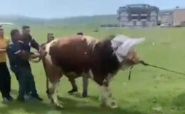 Kurbanlık boğa dehşet saçtı