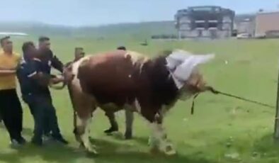 Kurbanlık boğa dehşet saçtı