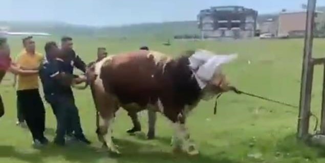 Kurbanlık boğa dehşet saçtı