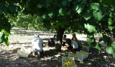 Malatya’da ‘sarı altın’ hasadı başladı