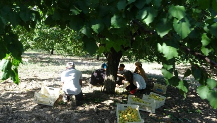 Malatya’da ‘sarı altın’ hasadı başladı