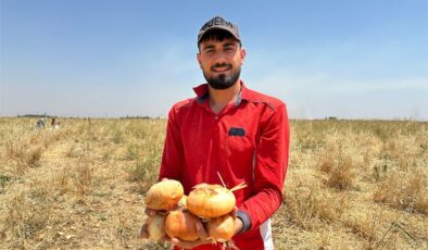Mardin’de soğanlar bedava dağıtıldı