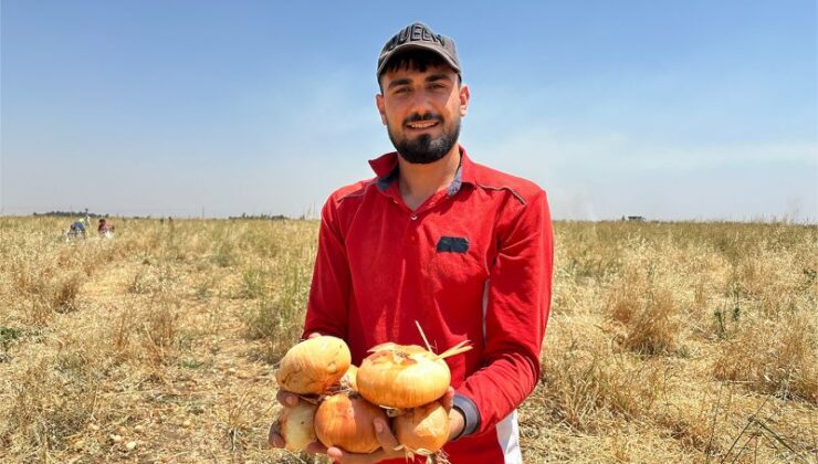 Mardin’de soğanlar bedava dağıtıldı