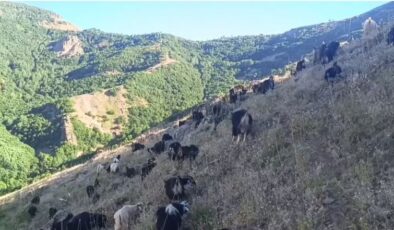 Muş’ta çoban ve kurt karşı karşıya geldi