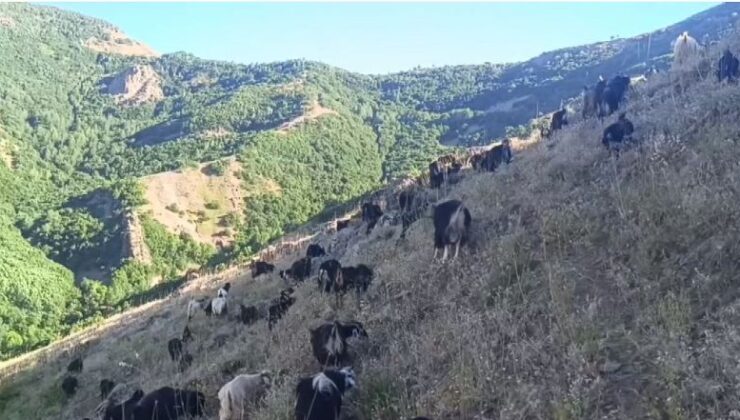 Muş’ta çoban ve kurt karşı karşıya geldi